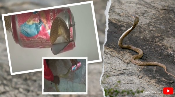 cobra, snake rescue, snake in beer can, cobra stuck in beer can, snake trapped beer can, odisha cobra beer can rescue, viral news, indian express