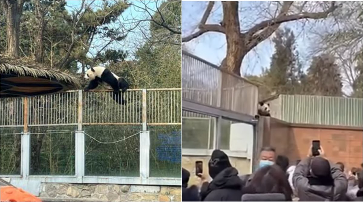 panda tries to escape zoo, Beijing zoo panda jailbreak, panda tries to escape enclosure, Meng Lan, Meng Lan prison break video, indian express