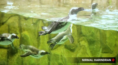 penguin enclosure
