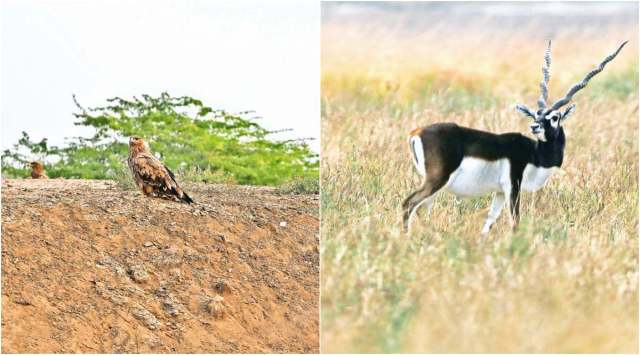 Greater spotted eagles on a mound in BNP; (right) a male blackbuck in the area. (Photo: Nirmal Harindran)