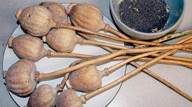 poppy husk, indian express