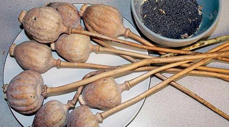 poppy husk, indian express