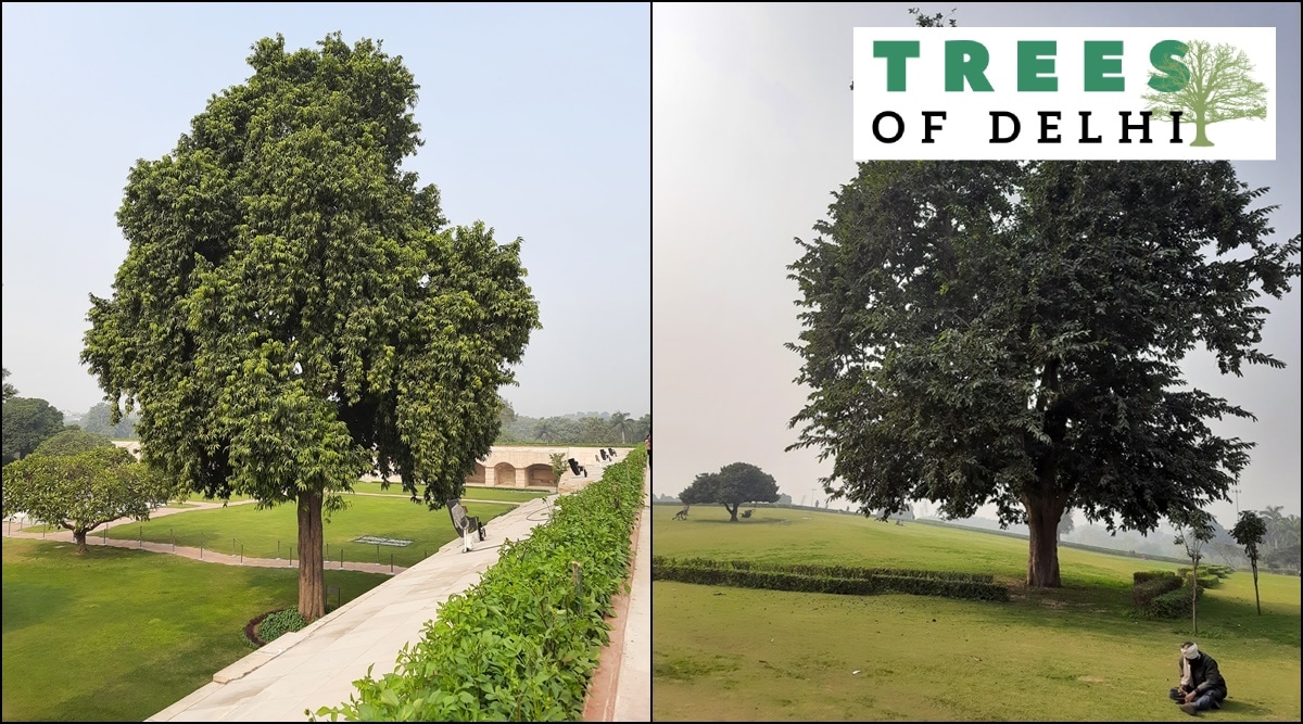 At Rajghat, several countries find representation with trees planted by
