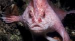 Walking fish, Australia, Social Media Viral, Indian Express