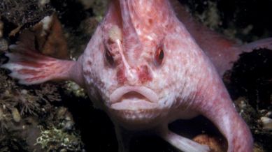 Walking fish, Australia, Social Media Viral, Indian Express