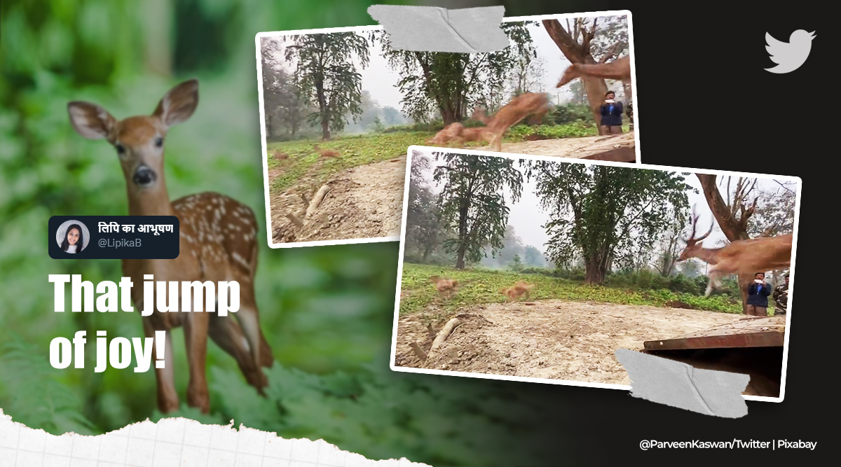 Herd of deer leaping to freedom, Indian Forest Department, Conservation, Viral video, Good News, Indian Express