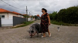 pig, pet