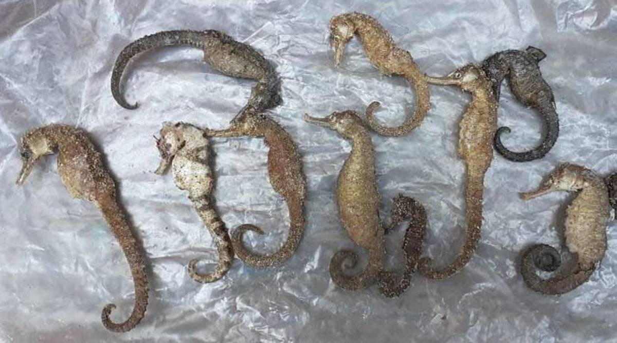 Why the ban on fishing of seahorses in Indian waters has not been