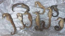 seahorse study