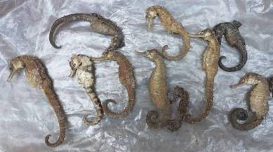seahorse study