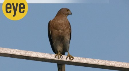 Shikra