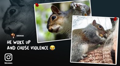 Squirrel injures 18 people, animals, North Wales, social media viral, indian express