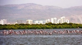 Aaditya Thackeray, Thane Creek, Thane Creek Flamingo Sanctuary, Ramsar site, Mangrove cell, Maharashtra Wetlands, Mumbai news, Maharashtra news, Indian express news, Ramsar Convention on Wetlands of International Importance Especially as Waterfowl Habitat, Convention on Wetlands