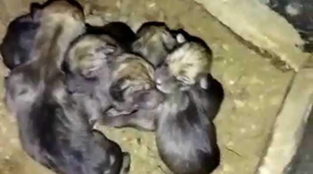 Gujarat: 10 gray wolf pups born at Sakkarbaug; second generation ...