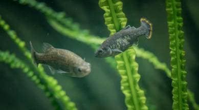 Mexico Fish Recovery
