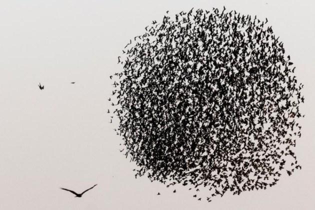 Birds in the sky