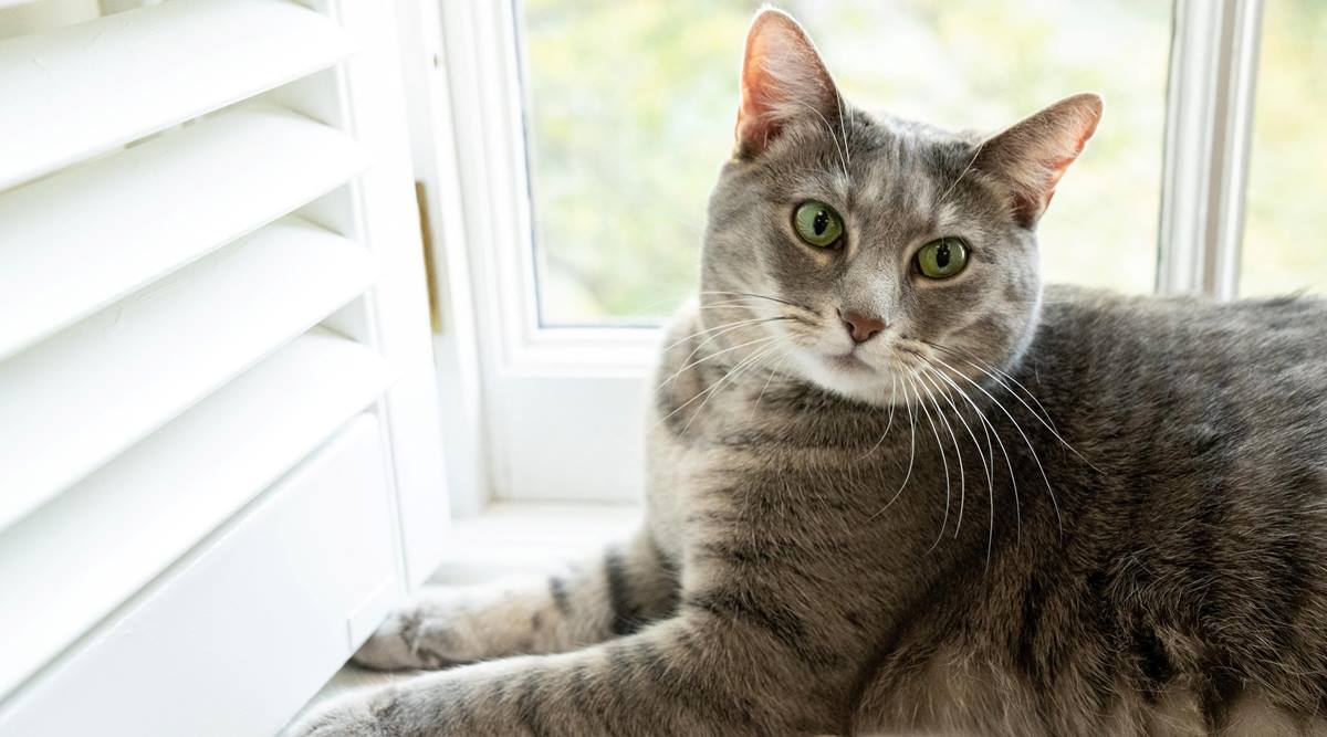 Willow, the white house cat, jill biden cat