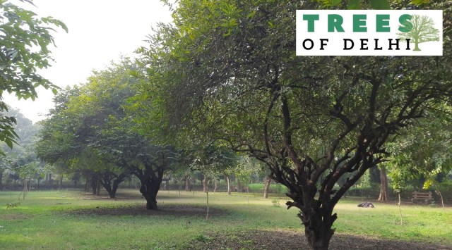 The short trees with gnarled trunks and thin branches have green cherry-sized, bitter fruits hanging from them. (Express Photo)