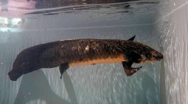 California Oldest Fish