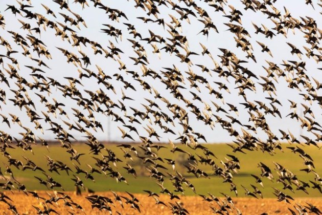 Birds in the sky
