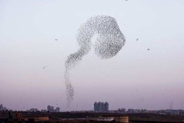 Birds in the sky