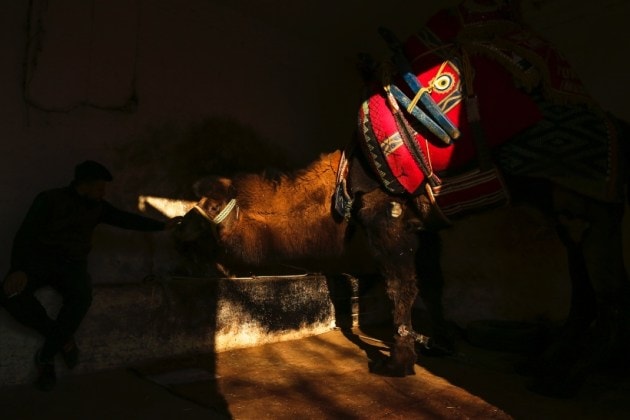 camels