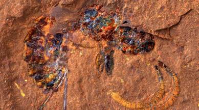 A fossilized wasp,