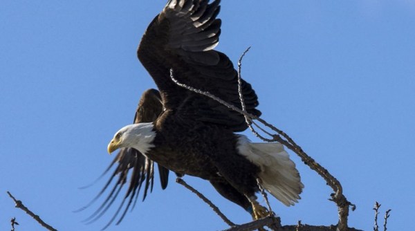 El regreso de las águilas calvas estadounidenses se ve disminuido por el envenenamiento por plomo de las balas