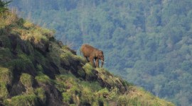 Kaliru, elephants, documentary, Tamil Nadu, Santhosh Krishnan, Chnennai news, Chnennai, Indian express, Indian express news, Tamil Nadu news