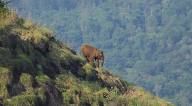 Kaliru, elephants, documentary, Tamil Nadu, Santhosh Krishnan, Chnennai news, Chnennai, Indian express, Indian express news, Tamil Nadu news