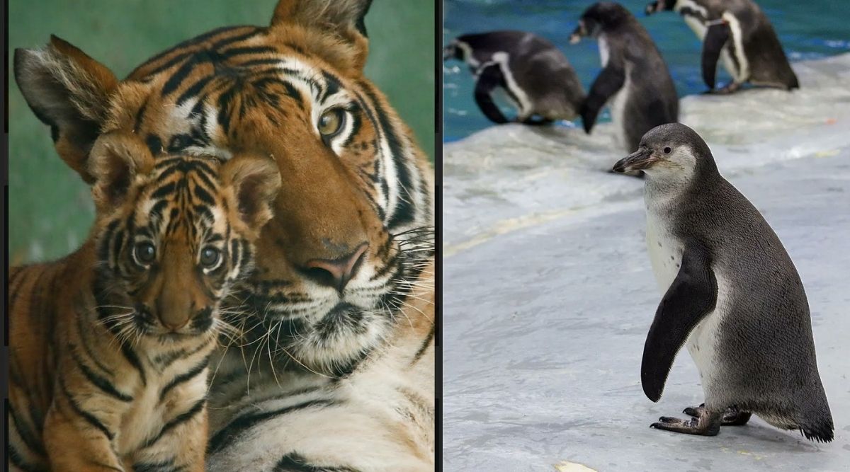 The two-month-old tiger cub named Veera is stable and reared by Karishma. The penguin chick was named Oscar.