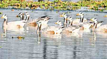 Waterbird Census (AWC), Najafgarh jheel, Delhi and Haryana, water birds, migratory birds, Delhi news, Delhi city news, New Delhi, India news, Indian Express News Service, Express News Service, Express News, Indian Express India News