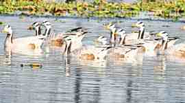 Barheaded Goose-3col Waterbird Census (AWC), Najafgarh jheel, Delhi and Haryana, water birds, migratory birds, Delhi news, Delhi city news, New Delhi, India news, Indian Express News Service, Express News Service, Express News, Indian Express India News