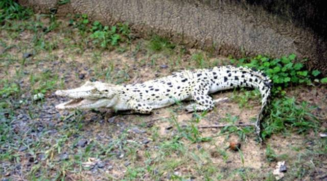 albino crocodile
