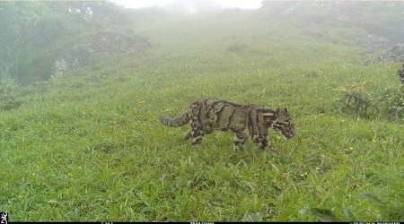 A clouded leopard photographed near the summit of Mt Saramati in Nagaland’s Thanamir village. (Photo Courtesy: WPSI/Thanamir Village). 