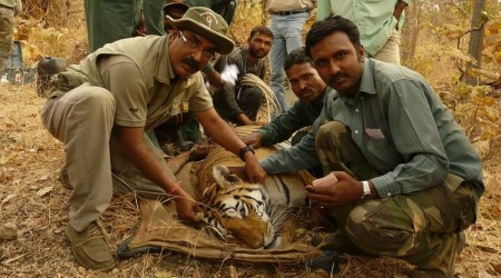 Researchers from WII put on a collar on 'Collarwali'. (Photo: Aniruddha Majumdar)