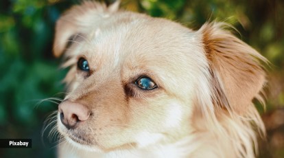 Pets and pandemic: A tale of abandonment, loss, sickness and suffering |  Lifestyle News,The Indian Express