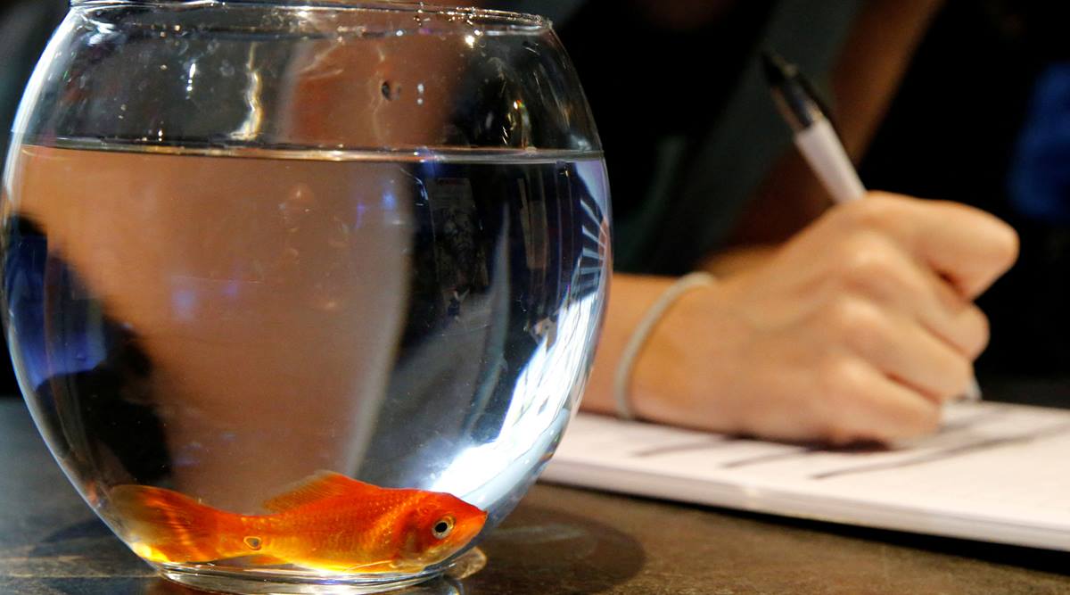 goldfish, goldfish age, goldfish aquarium