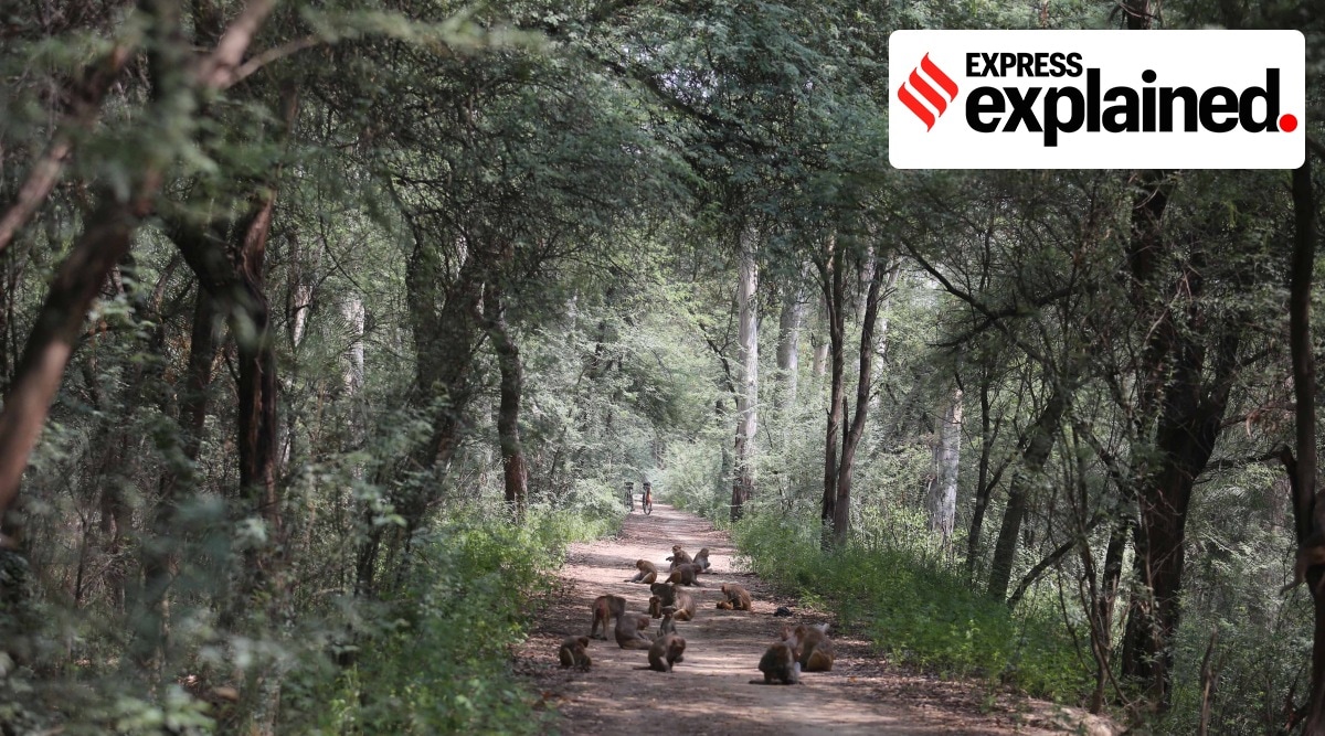 Mattewara forest in Ludhiana. (Express Photo: Gurmeet Singh)
