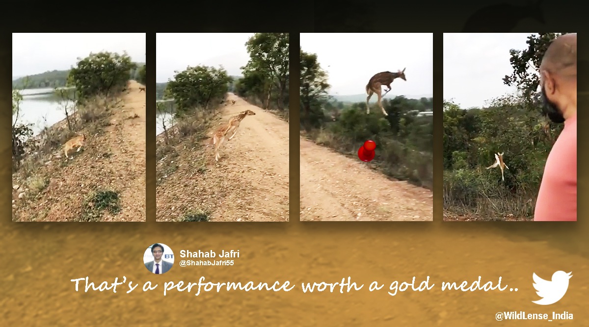 deer, deer flying, deer long jump and high jump, deer videos, wildlife, indian express