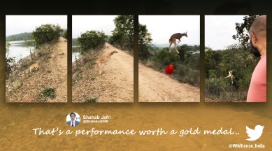 deer, deer flying, deer long jump and high jump, deer videos, wildlife, indian express