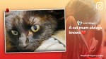 cat's meow, cat reunite with owner, UK, cat mom, losing cat, indian express