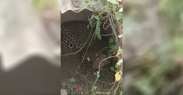 Leopard, Leopard attack, Tiruppur leopard, Indian Express news, Chennai news, Tamil Nadu news, Forest department