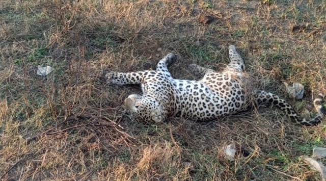 Local villagers and police informed the forest department between 8 and 8.30 am, following which a team rushed to the spot to rescue the animal.