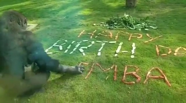 Mysuru zoo, Mysore zoo, gorilla, mysuru news, Bengaluru news, Bengaluru, Indian express, Indian express news, Karnataka news