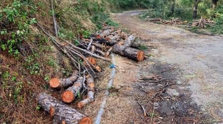 Punjab and Haryana High Court, tree cutting, Morni-Panchkula link road, Haryana government, Haryana latest news, indian express