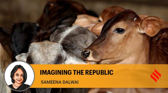 When we pass through the towns of north India, the dramatic rise in the number of stray cows is evident. 