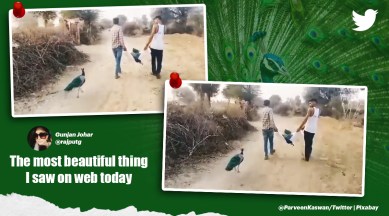 peacock, peacock following dead partner, peacock video, national bird, Kuchera, Rajasthan, indian express