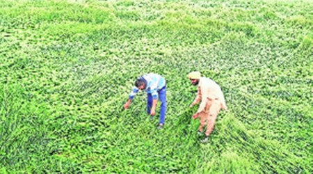 Dr Paramjit Singh of the Punjab horticulture department, said that if excess water is removed on time, then there is no threat to the crops that are being cultivated. (Archive Photo)