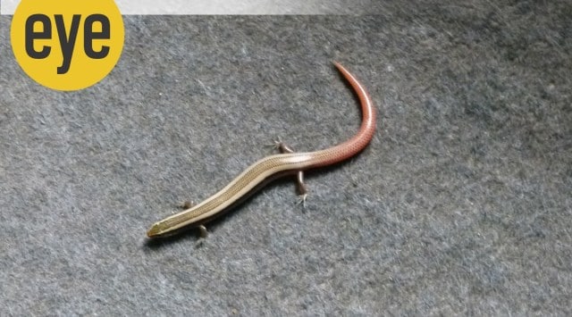 Ranjit-Lal-Skinks